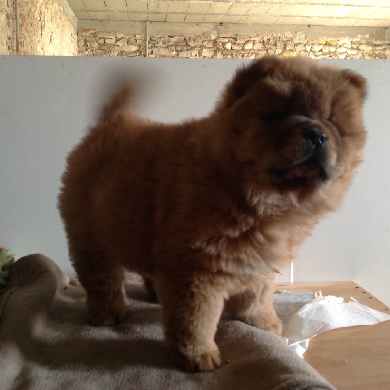 Mih aghy san - Chiot disponible  - Chow Chow