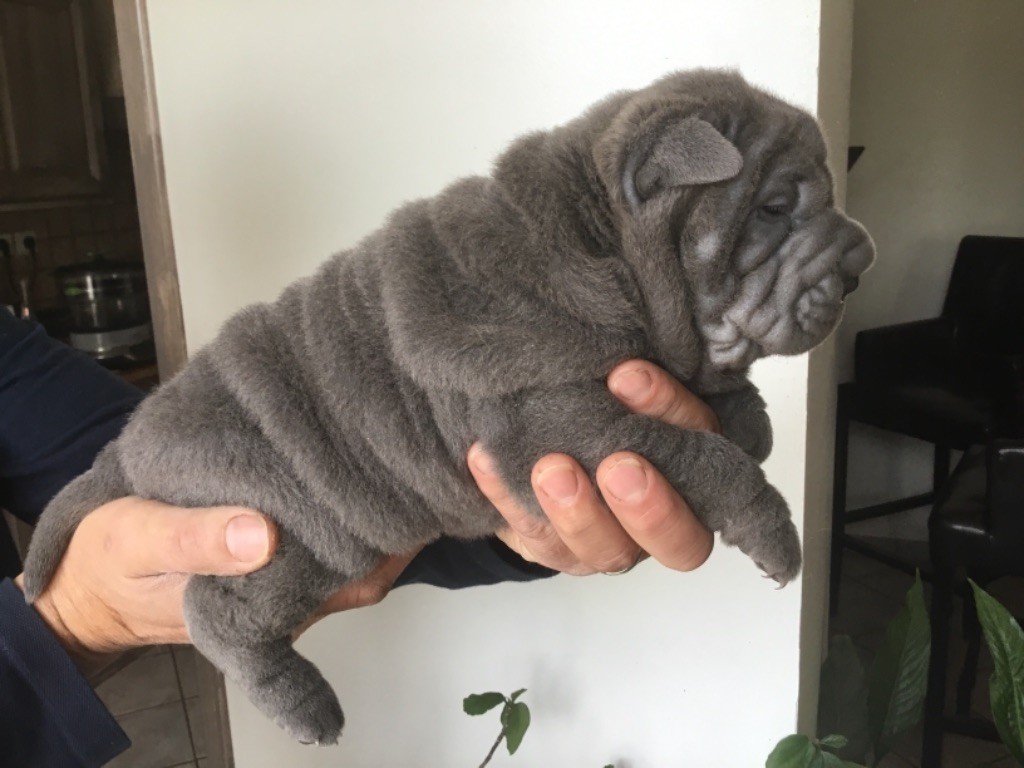 Mih aghy san - Chiots disponibles - Shar Pei